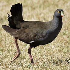 Gallinule aborigène