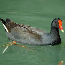 Gallinule sombre