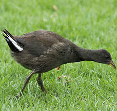 Gallinule sombre