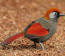 Red Tailed Laughingthrush Trochalopteron Milnei