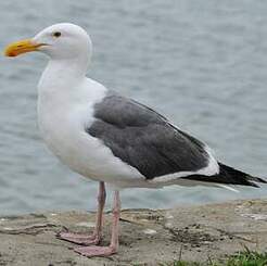 Goéland d'Audubon