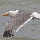 Goéland d'Audubon