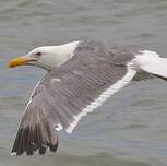 Goéland d'Audubon