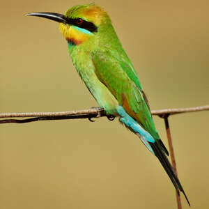 Rainbow Bee Eater Merops Ornatus