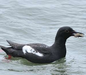 Guillemot colombin