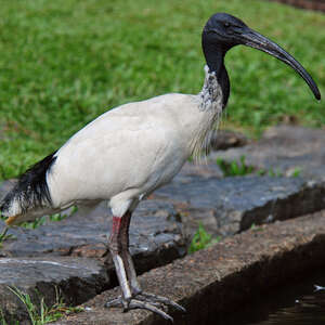 Ibis à cou noir