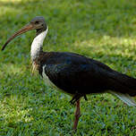 Ibis d'Australie
