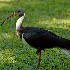 Ibis d'Australie