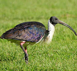 Ibis d'Australie