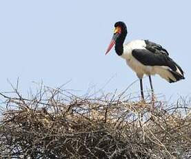 Jabiru d'Afrique