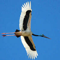 Jabiru d'Asie