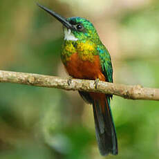 Jacamar vert