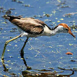 Jacana à crête