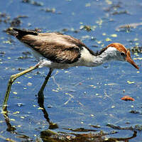 Jacana à crête