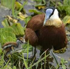 Jacana à poitrine dorée