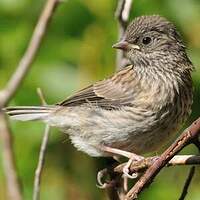 Junco ardoisé