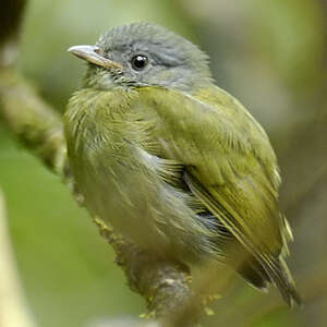 Manakin à tête blanche