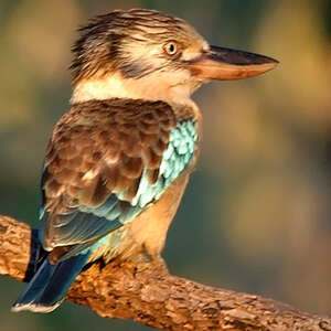 Martin-chasseur à ailes bleues