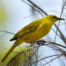 Méliphage jaune