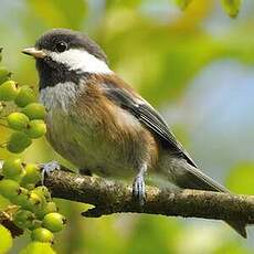 Mésange à dos marron