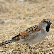 Moineau roux