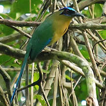 Motmot houtouc