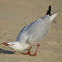 Mouette argentée