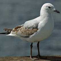 Mouette argentée