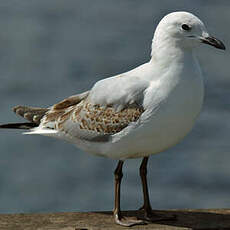 Mouette argentée