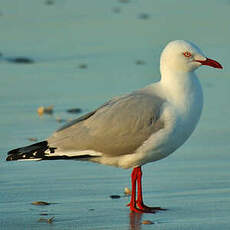 Mouette argentée