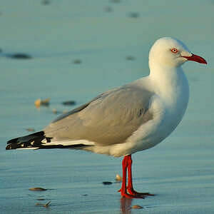 Mouette argentée