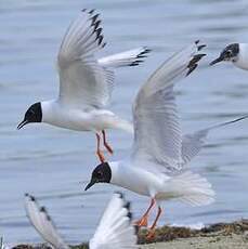 Mouette de Bonaparte