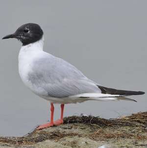 Mouette de Bonaparte