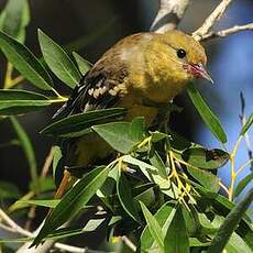 Oriole du Nord