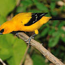 Oriole jaune