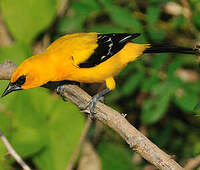 Oriole jaune