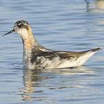 Phalarope à bec étroit