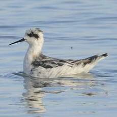 Phalarope à bec étroit