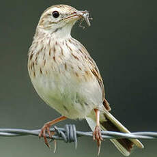 Pipit austral