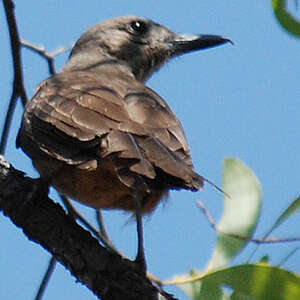 Pitohui des rochers