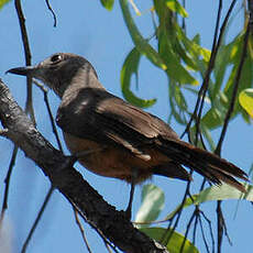 Pitohui des rochers