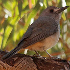 Pitohui gris