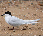 White-fronted Tern