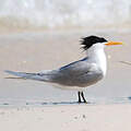 Lesser Crested Tern