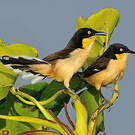 Troglodyte à miroir