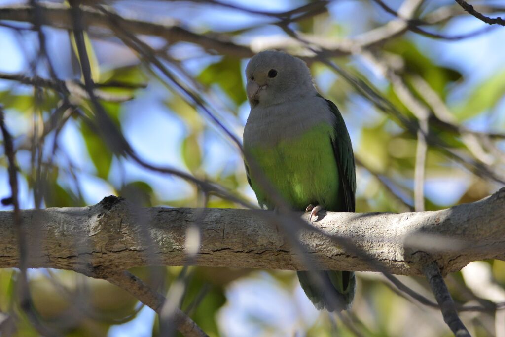 Grey-headed Lovebird male adult