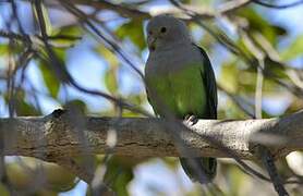 Grey-headed Lovebird