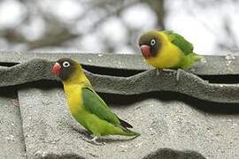 Yellow-collared Lovebird