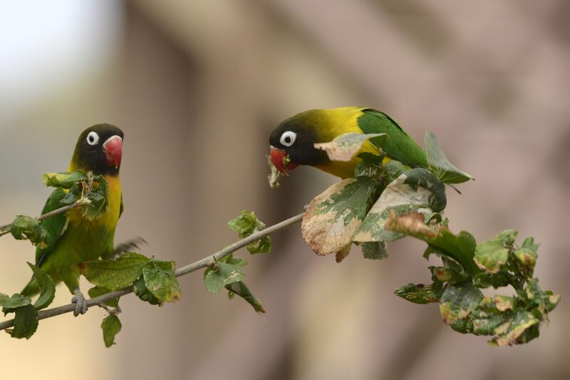 Yellow-collared Lovebirdadult, feeding habits, eats