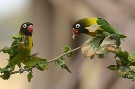 Yellow-collared Lovebird